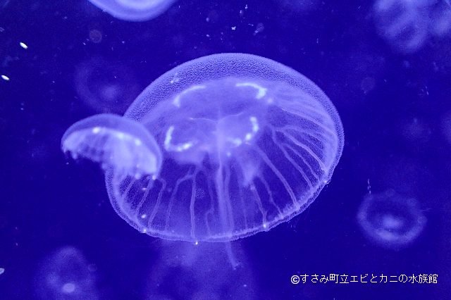 クラゲ界の代表「ミズクラゲ」続々出現中！！ | すさみ町立エビとカニ